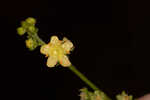 Incised agrimony